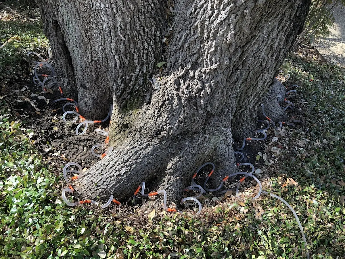 Detailed Shrub and Hedge Trimming job site in Tom Bean