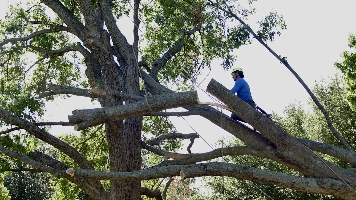 Professional Crown Thinning performed by certified arborists in Tom Bean